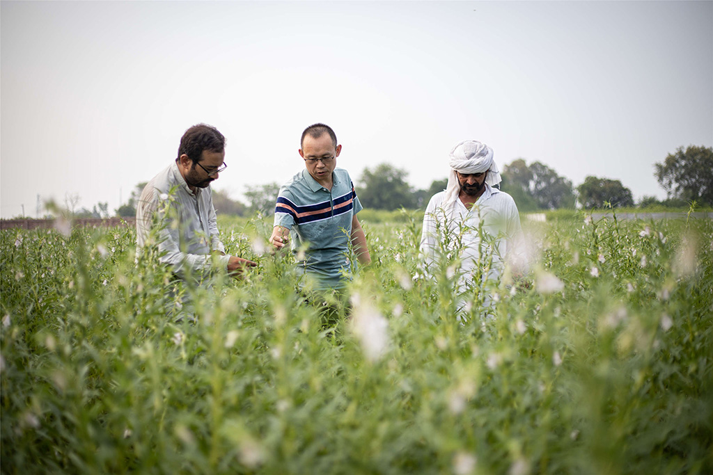 中巴經(jīng)濟走廊農(nóng)業(yè)合作中心芝麻種植園（拉合爾）。（人民網(wǎng)記者 薛丹攝）