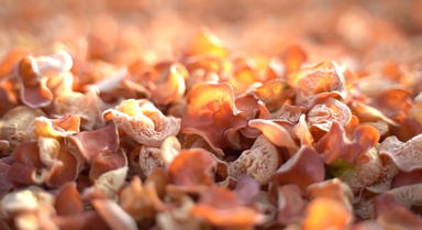 新春走基層丨小木耳大產(chǎn)業(yè)