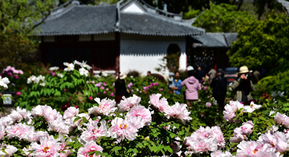 上海植物園牡丹綻放