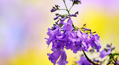 雲(yún)南巧家藍花楹織就紫色夢境